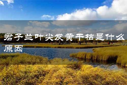 君子兰叶尖发黄干枯是什么原因
