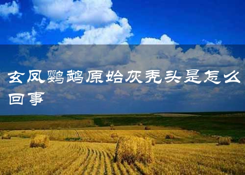 玄凤鹦鹉原始灰秃头是怎么回事