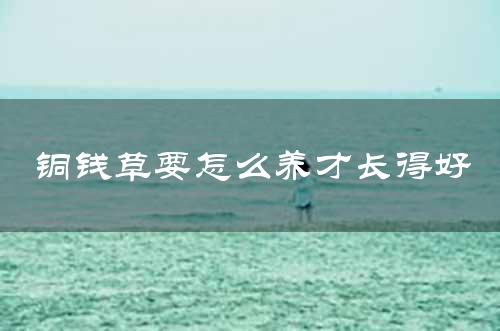 铜钱草要怎么养才长得好