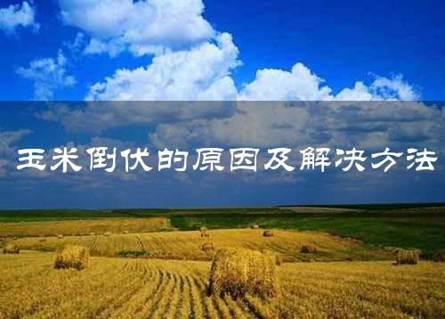 玉米倒伏的原因及解决方法