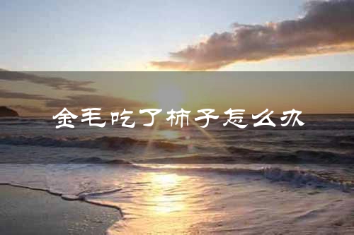 金毛吃了柿子怎么办