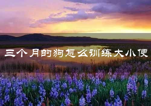 三个月的狗怎么训练大小便